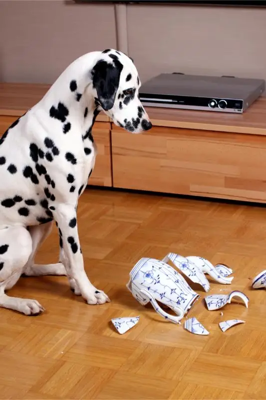 Dressage Canin et Thérapie Comportementaliste Couëron