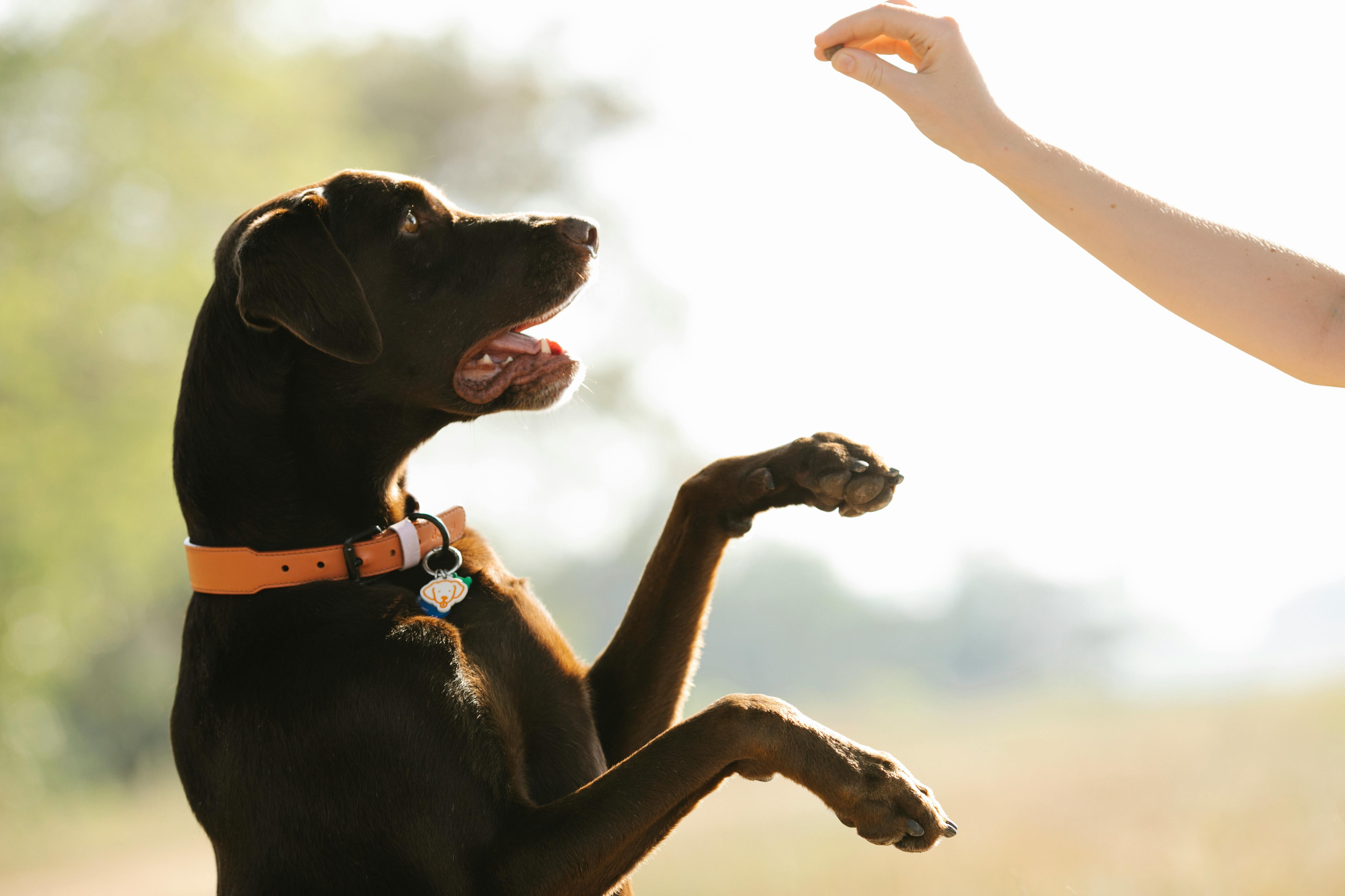 chien donne la patte éducation positive avec friandise avec Complicité Animale