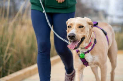 chien promené en laisse harnais avec humain avec Complicité Animale