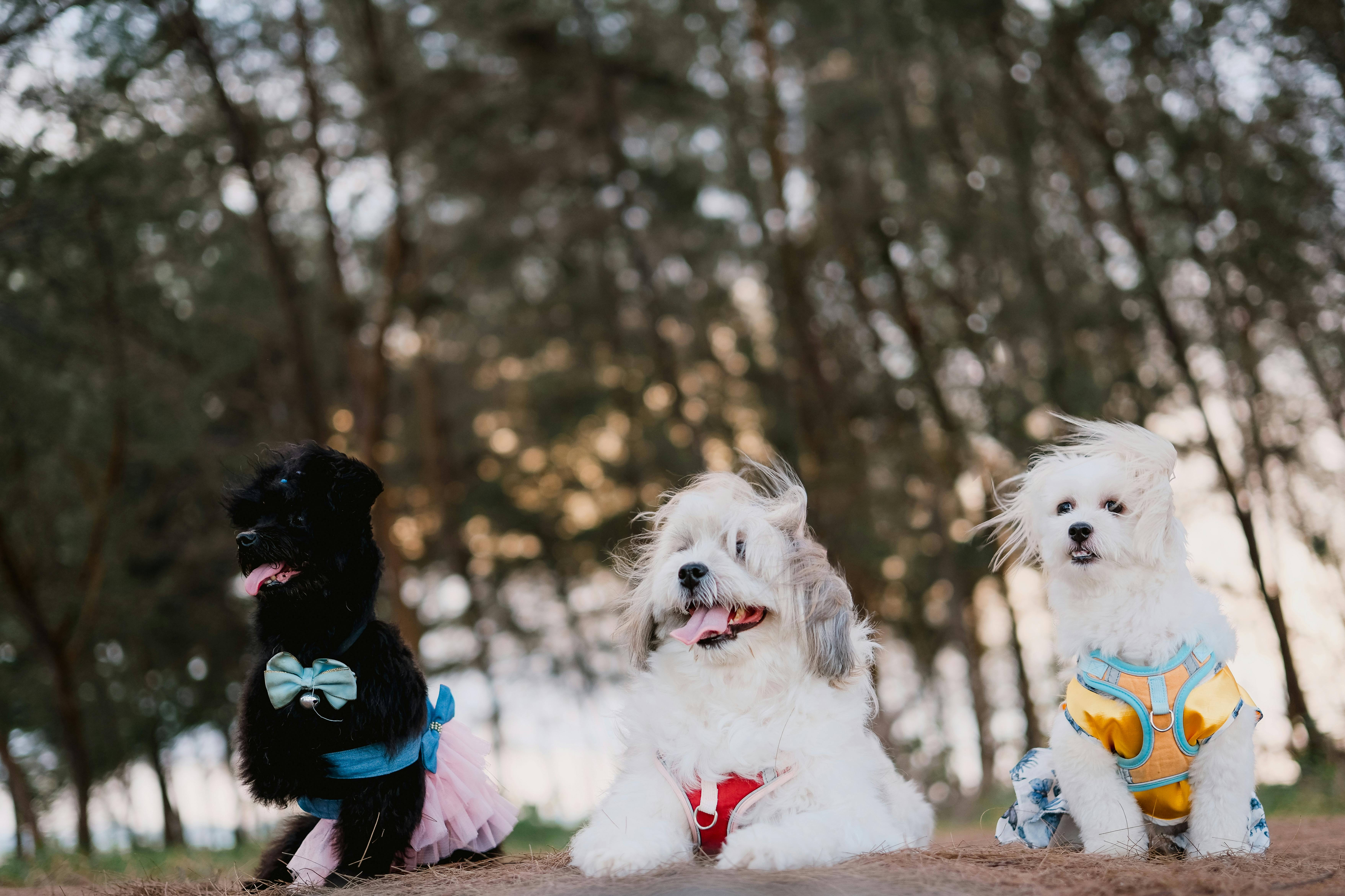 chiens promenés ensemble en harnais