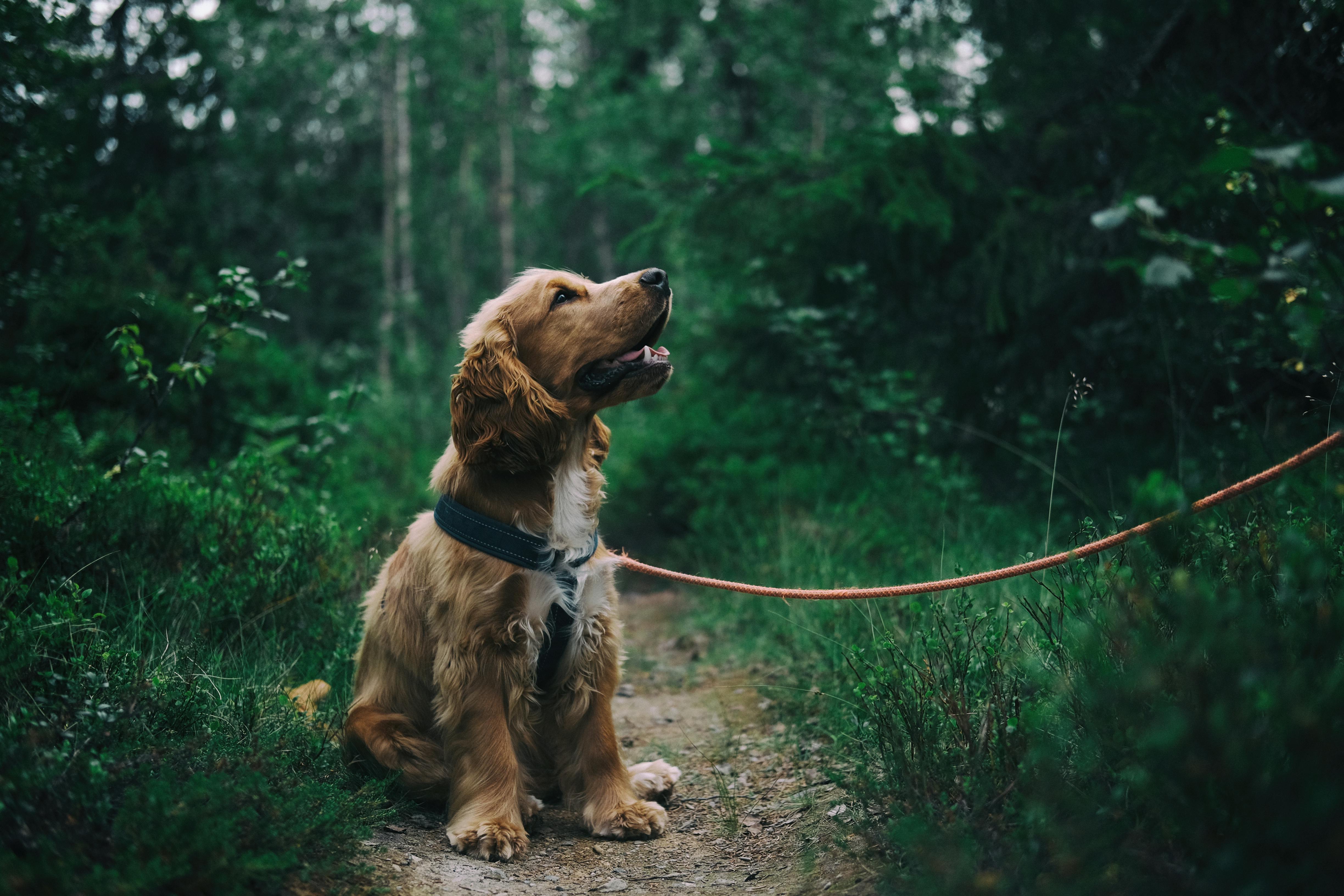 chien promené en laisse en forêt