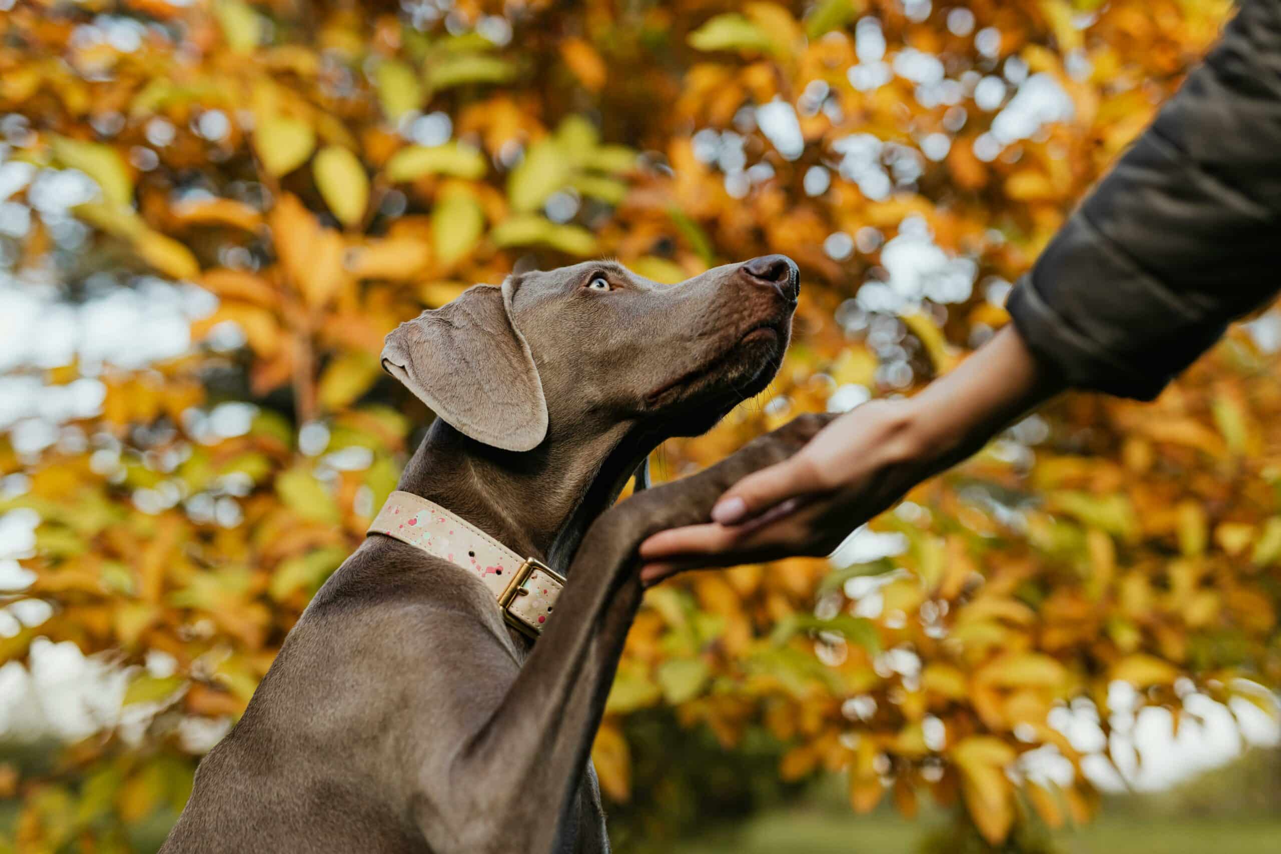 chien qui donne la patte à un humain