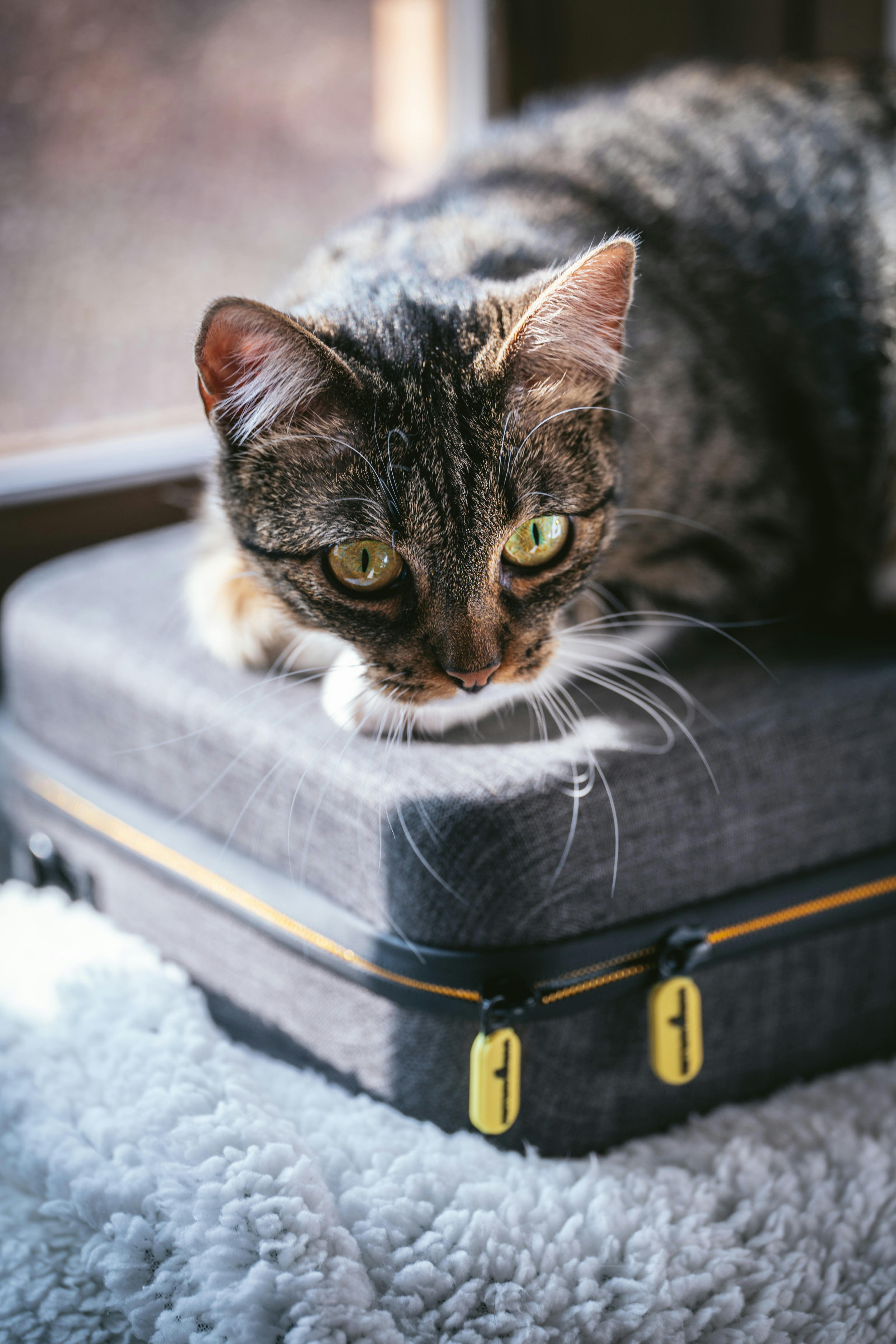 chat couché sur une valise