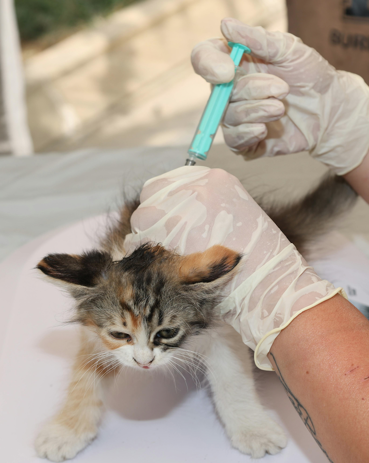 chat chez le vétérinaire, piqûre