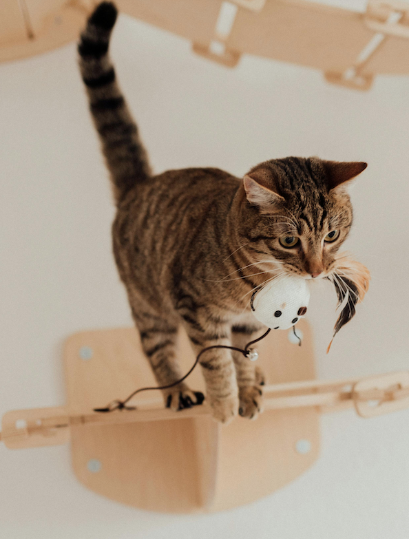 chat sur une plateforme murale qui tient un jouet souris dans sa gueule