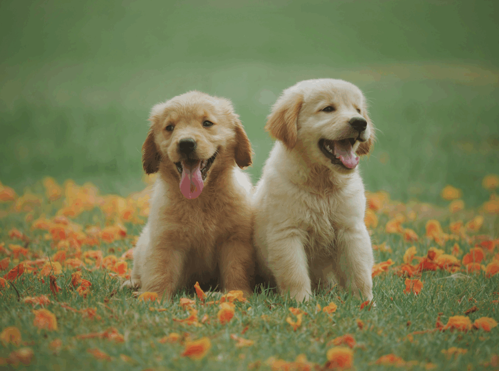 deux chiots golden retriever, prêts à l'adoption