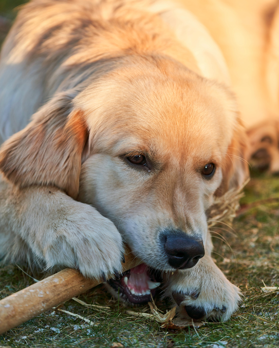 chien qui mastique, mâchonne un bout de bois