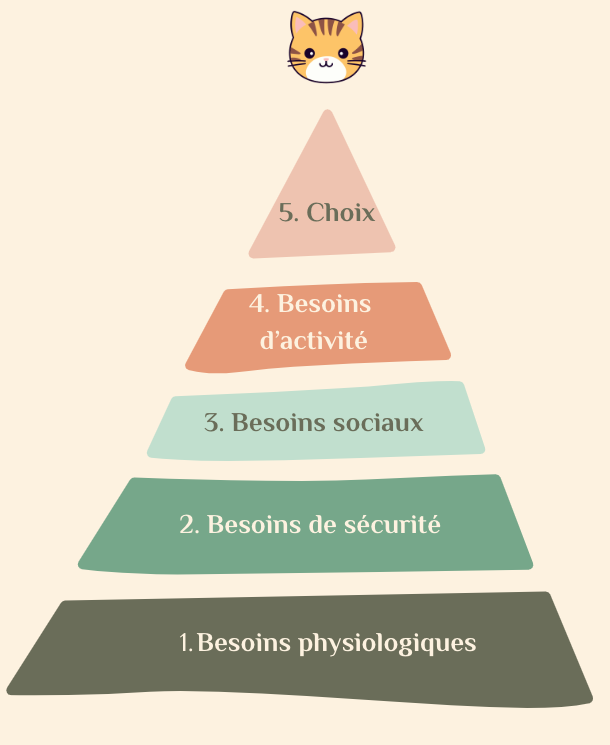 Pyramide de Maslaw adaptée aux chats