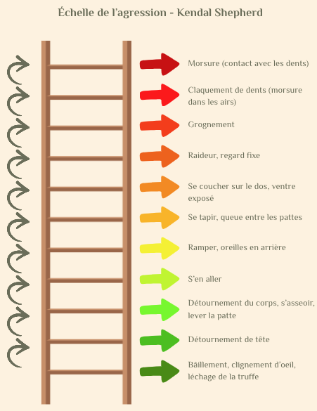 échelle de l'agression, Kendal Shepherd