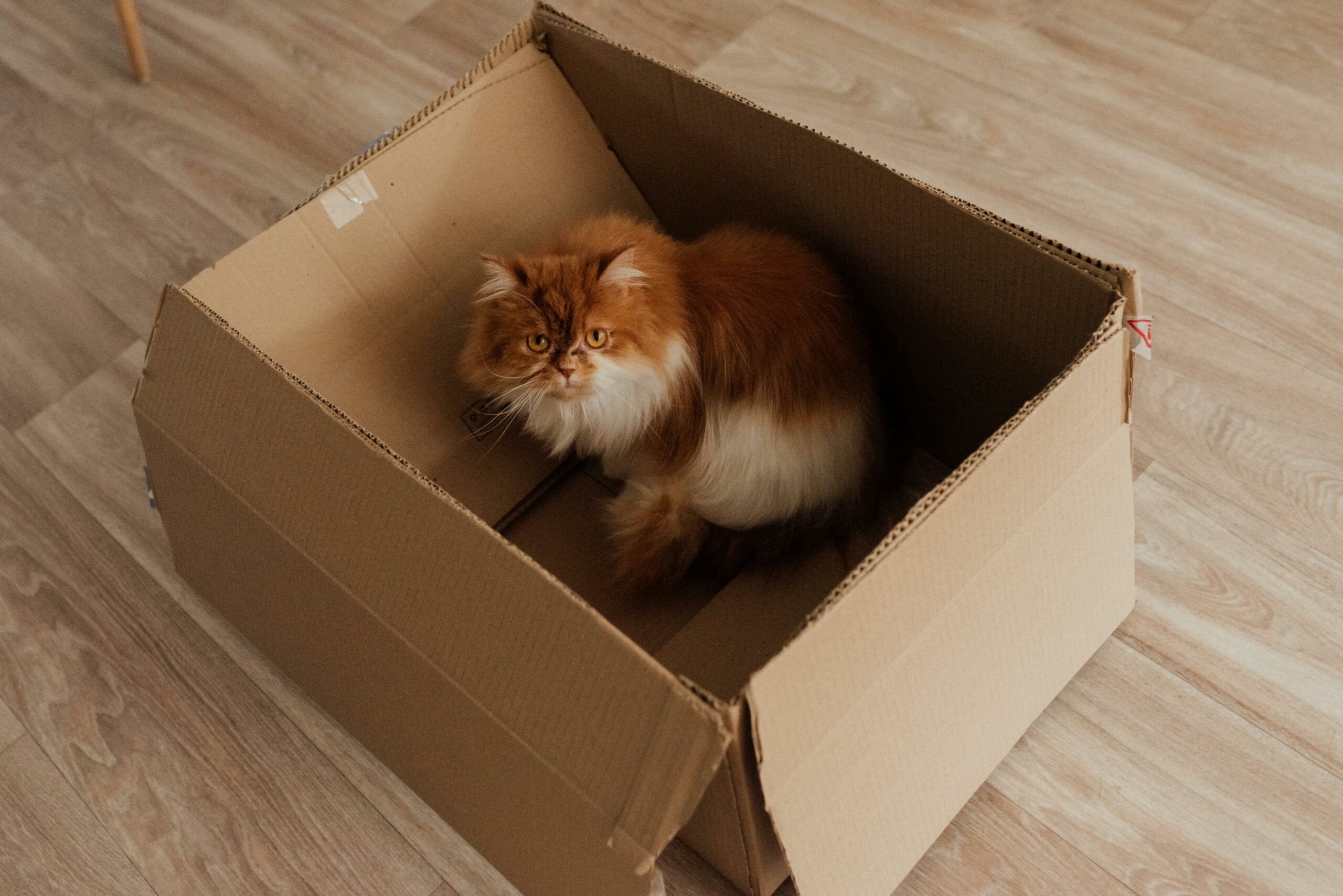 chat dans un carton