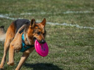 chien qui joue avec un frisbee