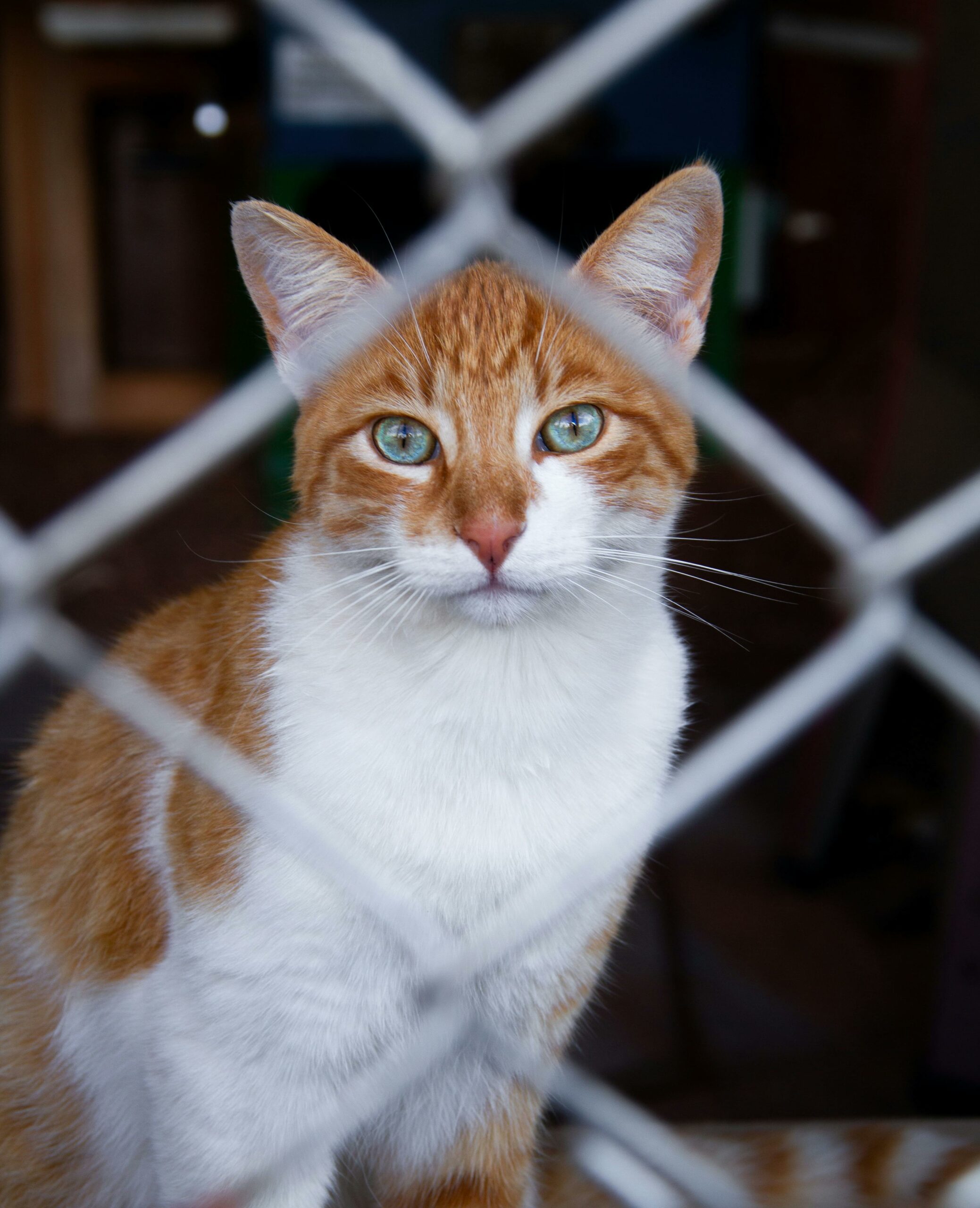 chat derrière grillage, prêt à l'adoption