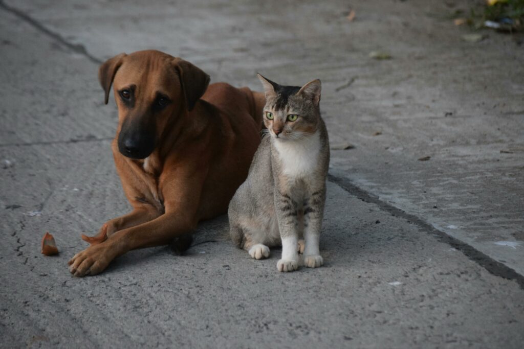chien chat ensemble dans la rue