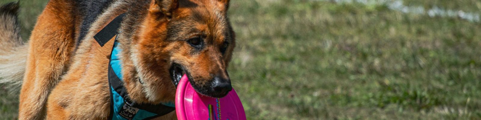 pexels-asemirski-13042718 pexels-asemirski-13042718